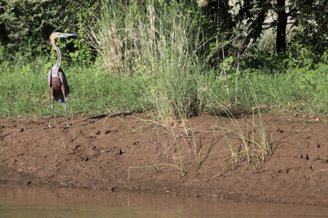 Goliath or giant heron (Ardea goliath) near Lake Natron in the Great Rift Valley, on the border...