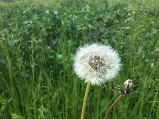 White faded dandelion on a background of green grass after rain