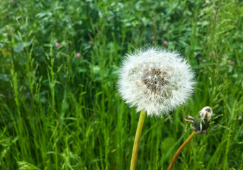 White faded dandelion on a background of green grass after rain