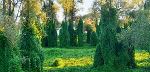 Forest with a climbing plant Kudzu in the sunset sunlight. Panorama.