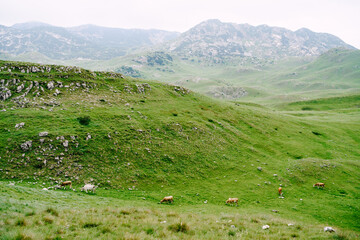 Fototapeta na wymiar A herd of cows grazes on green hilly meadows in the mountains of Montenegro. Durmitor National Park, Zabljak. The cows are nibbling the grass.