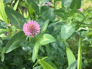 Clover. Trifolium. Shamrock. All this is meadow clover. Grows in moderately humid meadows, forest glades, along fields and roads.
