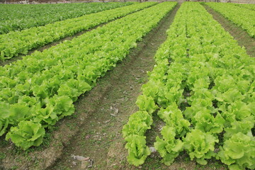 Fototapeta na wymiar Lettuce Farm in Hong Kong