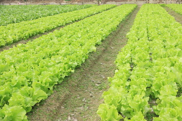 Fototapeta na wymiar Lettuce Farm in Hong Kong