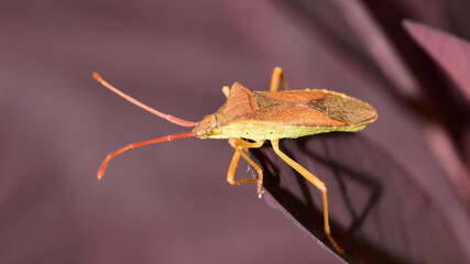 Randwanze, Lederwanze, Wanze,  Coreidae, Insekt, Tier, Natur, Makro, 