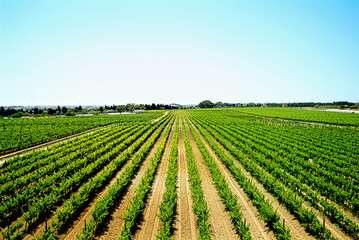 Fototapeta na wymiar Malta : View Of The Vineyard Area In Malta suburbs
