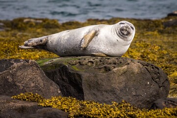 Adorable iceland seal laying on big rock at the sea shore.
