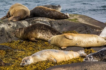Groupd of spotted iceland seals are sleeping on rocks at the sea shore.