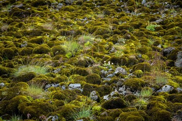 Picturesque northern moss, grass, flowers and rocks.
