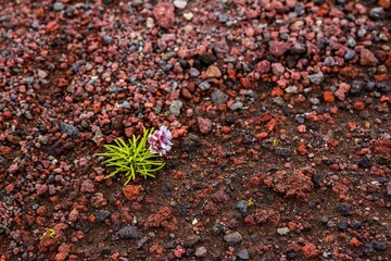 Red pebble, Volcanic colorful gravel  of hardened lava and small  flower growing on it. Iceland.