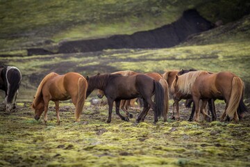 Beautiful horses are grazing at icelandic field.