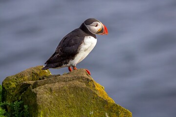 Beautiful  atlantic puffin is sitting on the edge of the cliff. Iceland.