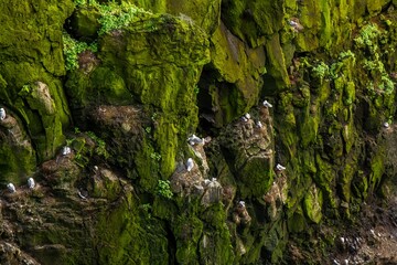 Many seagulls nesting on cliff covered with greem moss. Iceland.
