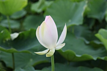 Obraz premium 한국 경기도 시흥시 관곡지 입니다