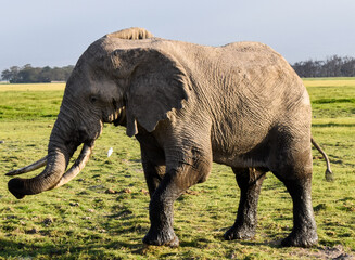 elephant,male elephant,amboseli