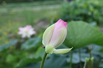 한국 경기도 시흥시 관곡지 입니다