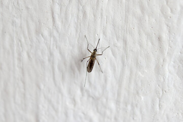 Obraz premium Detail of a mosquito on the wall
