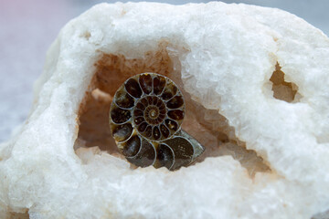 Ammonite in clear fluorite (1)