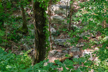 rocks in the forest, Little River Canyon National Preserve, Alabama, USA