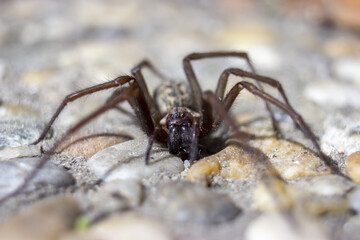 Giant house spider eratigena artica on stones
