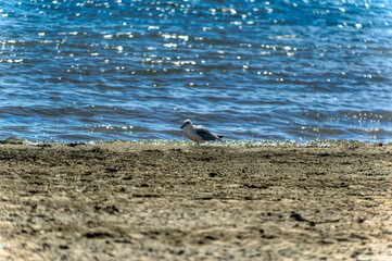 Fototapeta na wymiar Small seagull on sandy beach near sea during hot summer day.
