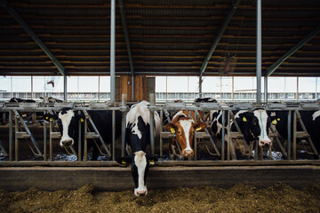 Holstein Frisian diary cows in free livestock stall