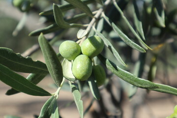 An olive branch with fresh green olives