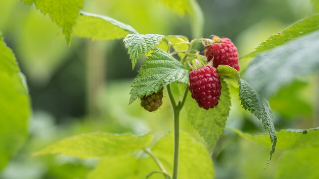 Himbeeren am Strauch vor unscharfen Hintergrund