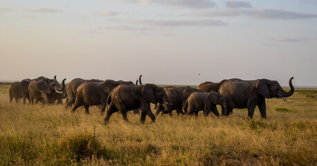 Obraz premium elephant herd communication,elephant behaviour ,african elephant,