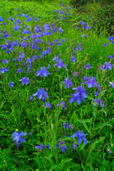 AGUILEÑA COMUN (Aquilegia vulgaris L.) (European columbine, Common columbine, Granny's nightcap, Granny's bonnet)