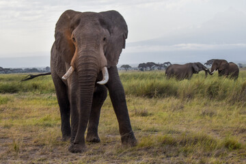 african elephant 
