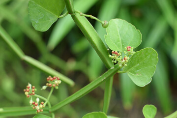 Cissus quadrangularis flower  in garden and and green blur background.