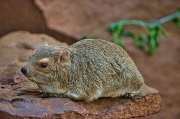 Rock hyrax rests on a stone