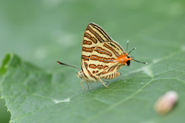 Butterflies on green leaves, Club Silverline (Spindasis syama).