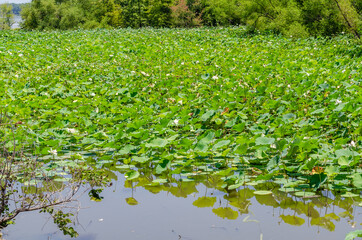 water lilies in alabama, usa