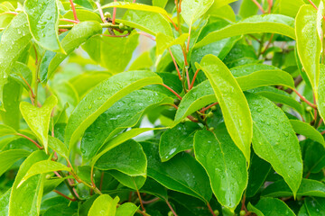 green leaves after rain. Water drop on a leaf after rain. Natural background of leaves of lilies of the valley, the pattern of green leaves with water drops after rain in spring. toned