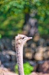 Ostrich strides through its territory