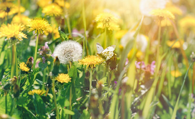 Butterfly on dandelion, beautiful nature in meadow