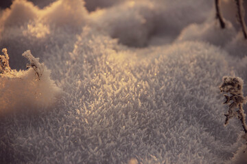 
grass in the snow