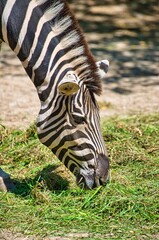 Zebra eats grass in their territory