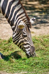 Fototapeta na wymiar Zebra eats grass in their territory