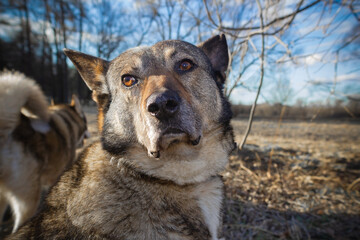 Gray dog outdoors portrait, head of pet against background of sky and trees