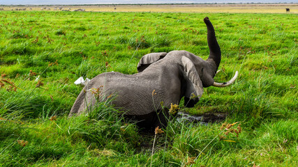 african elephant,amboseli,marsh,wetland,ramsar site