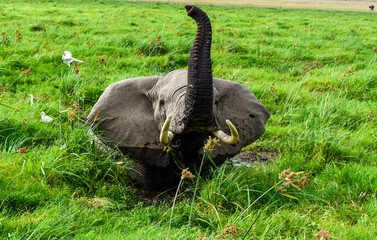 Obraz premium african elephant,amboseli,marsh,wetland,ramsar site