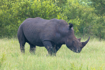 Obraz premium Side profile of a white rhino standing in a grassland
