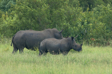 Obraz premium Cute Rhino calf and mother grazing peacefully in a South African nature reserve