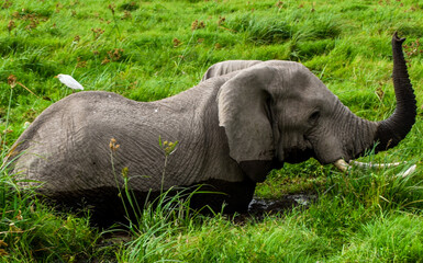 african elephant,amboseli,marsh,wetland,ramsar site