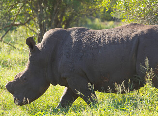 Portrait of the head and face of a dehorned rhino. Rhinos are dehorned in an effort to protect them from poaching, national park Africa