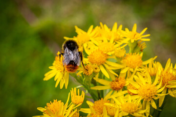 A close up of a bee on vibrant common ragwort flowers, in the summer sunshine