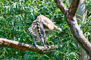 Madagascar Maki family jumping from tree to tree